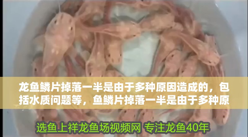 龍魚鱗片掉落一半是由于多種原因造成的，包括水質(zhì)問題等，魚鱗片掉落一半是由于多種原因造成的