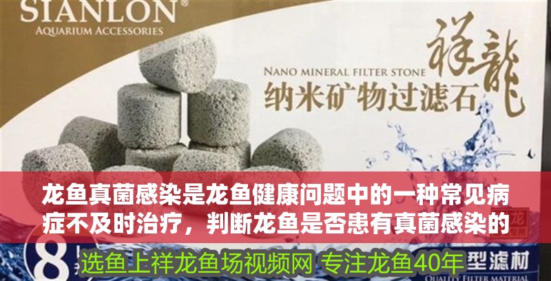 龍魚真菌感染是龍魚健康問題中的一種常見病癥不及時治療，判斷龍魚是否患有真菌感染的幾個關鍵指標，龍魚真菌感染會自愈嗎