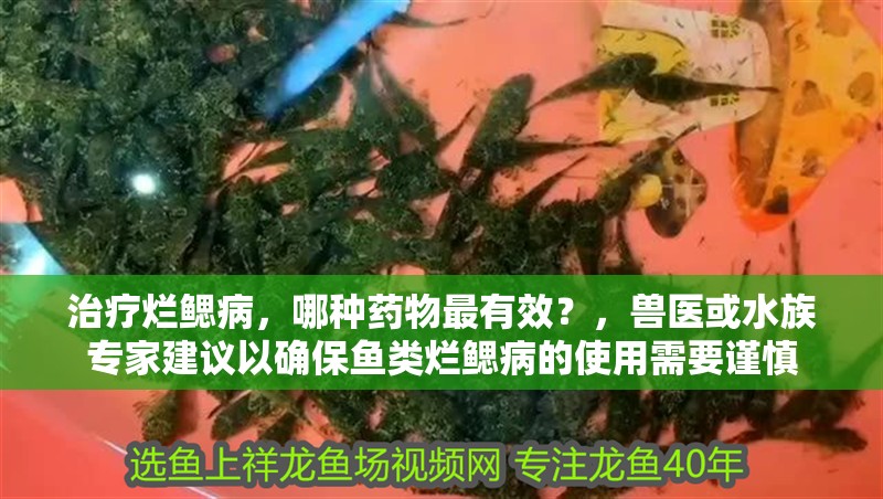 治療爛鰓病，哪種藥物最有效？，獸醫或水族專家建議以確保魚類爛鰓病的使用需要謹慎