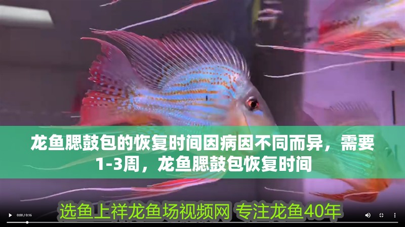 龍魚腮鼓包的恢復時間因病因不同而異，需要1-3周，龍魚腮鼓包恢復時間