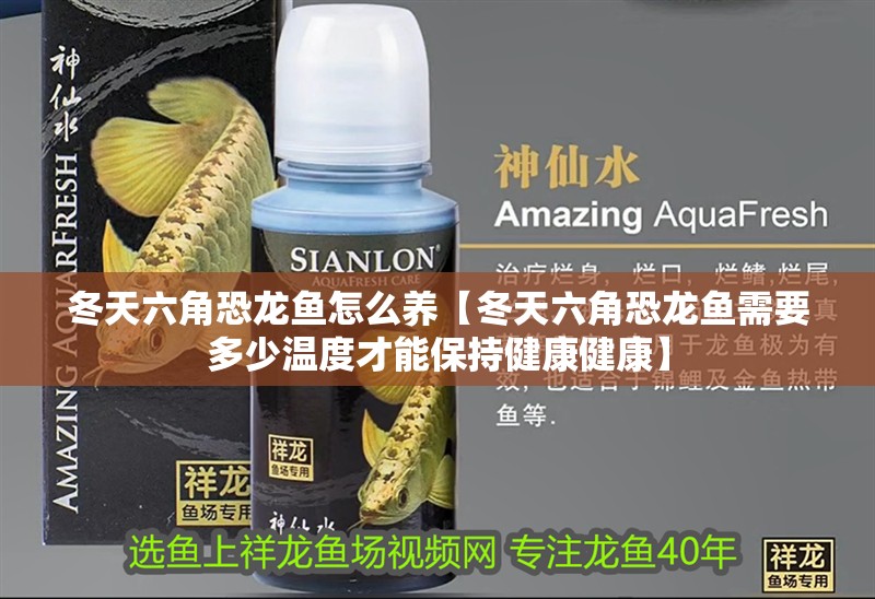 冬天六角恐龍魚怎么養【冬天六角恐龍魚需要多少溫度才能保持健康健康】