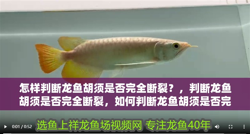 怎樣判斷龍魚胡須是否完全斷裂？，判斷龍魚胡須是否完全斷裂，如何判斷龍魚胡須是否完全斷裂