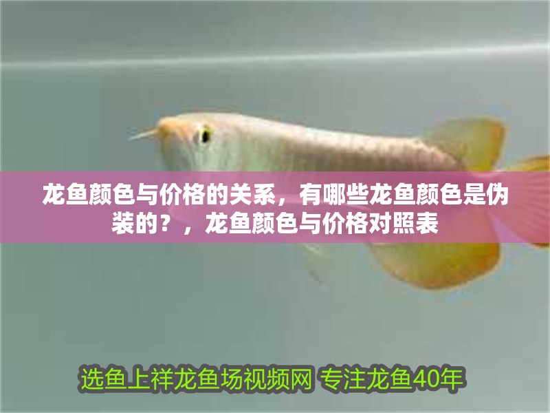龍魚顏色與價格的關(guān)系，有哪些龍魚顏色是偽裝的？，龍魚顏色與價格對照表