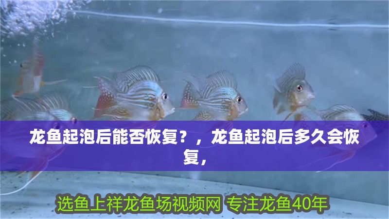 龍魚起泡后能否恢復(fù)？，龍魚起泡后多久會恢復(fù)，