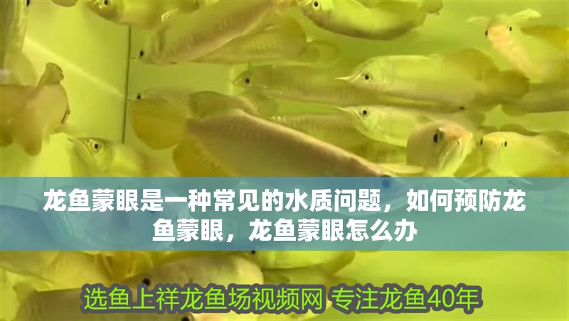 龍魚蒙眼是一種常見的水質問題，如何預防龍魚蒙眼，龍魚蒙眼怎么辦