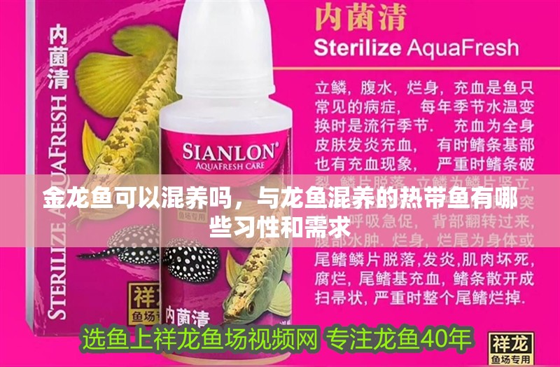 金龍魚可以混養嗎，與龍魚混養的熱帶魚有哪些習性和需求