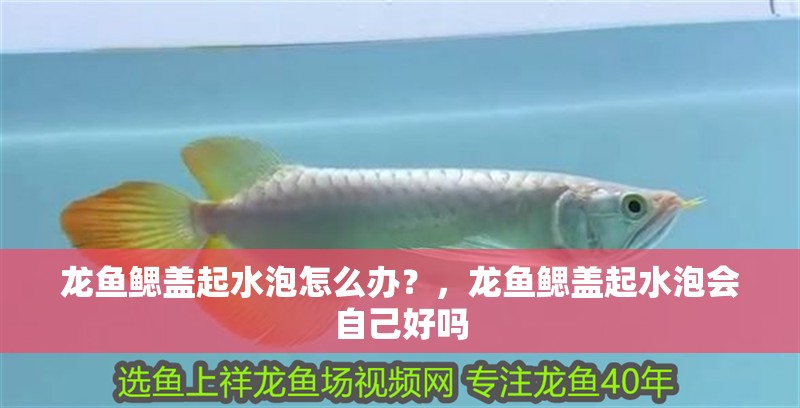 龍魚鰓蓋起水泡怎么辦？，龍魚鰓蓋起水泡會自己好嗎