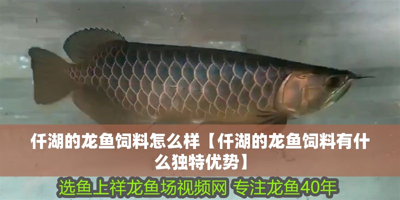 仟湖的龍魚飼料怎么樣【仟湖的龍魚飼料有什么獨特優勢】 仟湖的龍魚飼料怎么樣【仟湖的龍魚飼料有什么獨特優勢】 觀賞魚百科 第2張