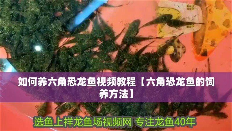 如何養六角恐龍魚視頻教程【六角恐龍魚的飼養方法】
