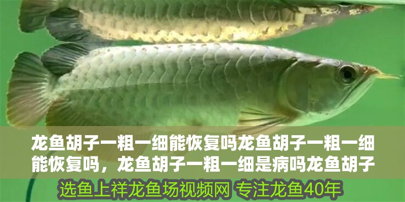 龍魚胡子一粗一細能恢復嗎龍魚胡子一粗一細能恢復嗎,龍魚胡子一粗一細是病嗎龍魚胡子一粗一細能恢復嗎 龍魚百科 第3張 龍魚胡子一粗一細能恢復嗎龍魚胡子一粗一細能恢復嗎,龍魚胡子一粗一細是病嗎龍魚胡子一粗一細能恢復嗎 龍魚胡子一粗一細能恢復嗎龍魚胡子一粗一細能恢復嗎,龍魚胡子一粗一細是病嗎龍魚胡子一粗一細能恢復嗎 龍魚百科 第3張