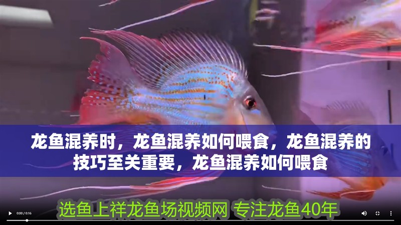 龍魚混養(yǎng)時，龍魚混養(yǎng)如何喂食，龍魚混養(yǎng)的技巧至關(guān)重要，龍魚混養(yǎng)如何喂食