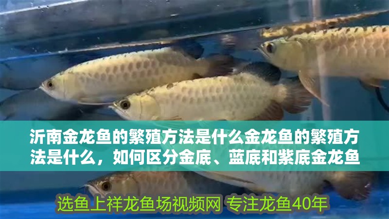 沂南金龍魚的繁殖方法是什么金龍魚的繁殖方法是什么，如何區(qū)分金底、藍(lán)底和紫底金龍魚？
