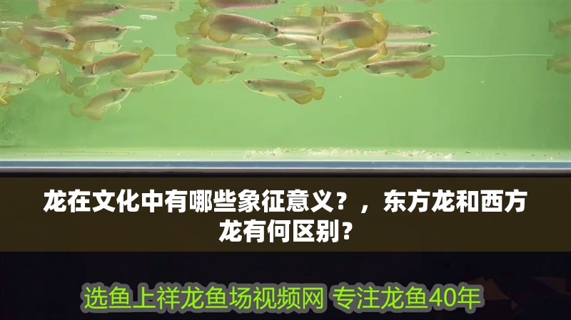 龍在文化中有哪些象征意義？，東方龍和西方龍有何區別？