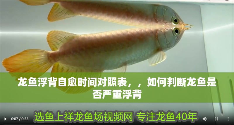 龍魚浮背自愈時(shí)間對(duì)照表，，如何判斷龍魚是否嚴(yán)重浮背