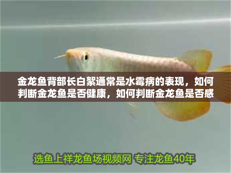金龍魚背部長白絮通常是水霉病的表現，如何判斷金龍魚是否健康，如何判斷金龍魚是否感染水霉病