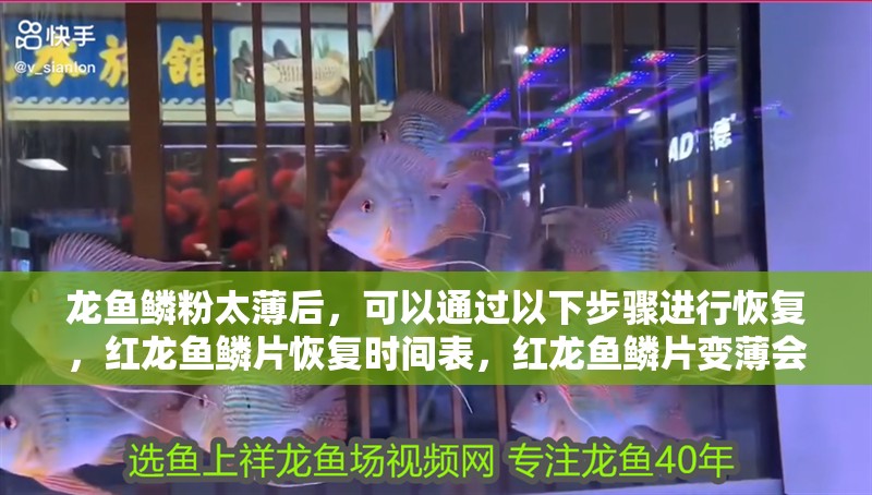 龍魚鱗粉太薄后，可以通過以下步驟進行恢復，紅龍魚鱗片恢復時間表，紅龍魚鱗片變薄會傳染嗎