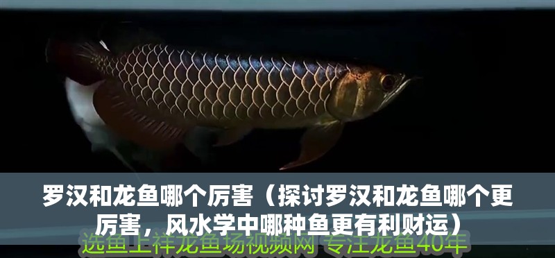羅漢和龍魚哪個厲害（探討羅漢和龍魚哪個更厲害，風水學中哪種魚更有利財運）