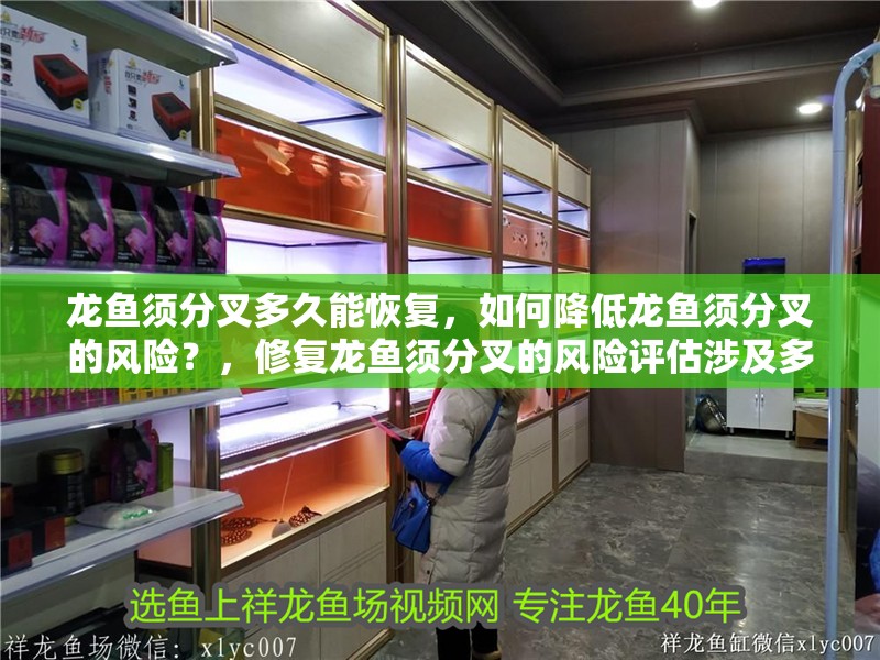 龍魚須分叉多久能恢復，如何降低龍魚須分叉的風險？，修復龍魚須分叉的風險評估涉及多個因素涉及多個因素