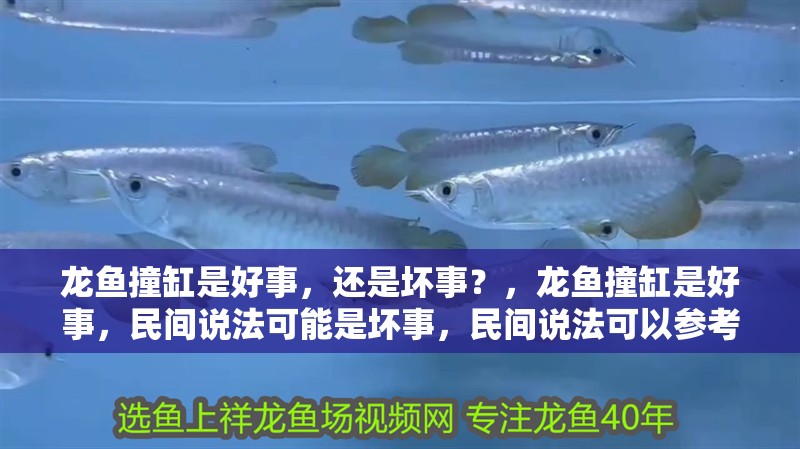 龍魚撞缸是好事，還是壞事？，龍魚撞缸是好事，民間說法可能是壞事，民間說法可以參考