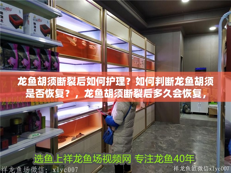 龍魚胡須斷裂后如何護理？如何判斷龍魚胡須是否恢復？，龍魚胡須斷裂后多久會恢復，