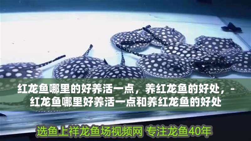 紅龍魚哪里的好養(yǎng)活一點(diǎn),養(yǎng)紅龍魚的好處,-紅龍魚哪里好養(yǎng)活一點(diǎn)和養(yǎng)紅龍魚的好處 觀賞魚百科 第2張 紅龍魚哪里的好養(yǎng)活一點(diǎn),養(yǎng)紅龍魚的好處,-紅龍魚哪里好養(yǎng)活一點(diǎn)和養(yǎng)紅龍魚的好處 紅龍魚哪里的好養(yǎng)活一點(diǎn),養(yǎng)紅龍魚的好處,-紅龍魚哪里好養(yǎng)活一點(diǎn)和養(yǎng)紅龍魚的好處 觀賞魚百科 第2張