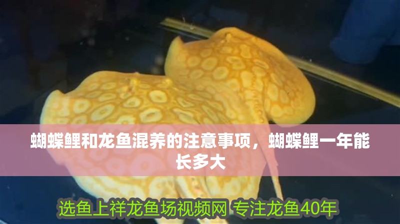 蝴蝶鯉和龍魚混養的注意事項，蝴蝶鯉一年能長多大 蝴蝶鯉和龍魚混養的注意事項，蝴蝶鯉一年能長多大 觀賞魚百科 第2張