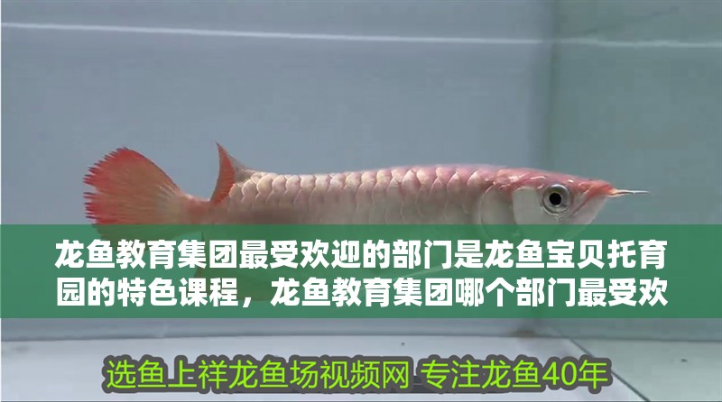 龍魚教育集團最受歡迎的部門是龍魚寶貝托育園的特色課程，龍魚教育集團哪個部門最受歡迎龍魚寶貝托育園特色課程清單