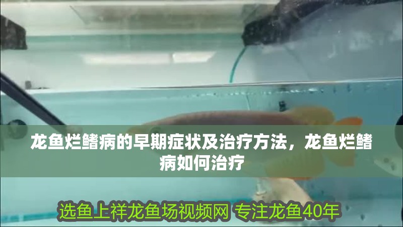 龍魚爛鰭病的早期癥狀及治療方法，龍魚爛鰭病如何治療 龍魚爛鰭病的早期癥狀及治療方法，龍魚爛鰭病如何治療 龍魚百科 第3張