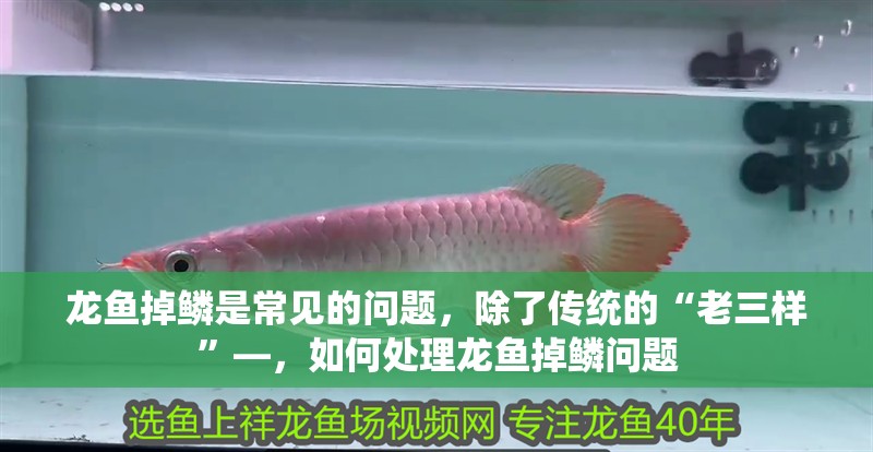 龍魚掉鱗是常見的問題，除了傳統的“老三樣”—，如何處理龍魚掉鱗問題