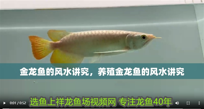 金龍魚的風水講究，養殖金龍魚的風水講究
