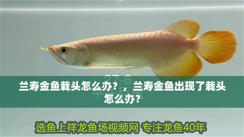 蘭壽金魚栽頭怎么辦？，蘭壽金魚出現(xiàn)了栽頭怎么辦？