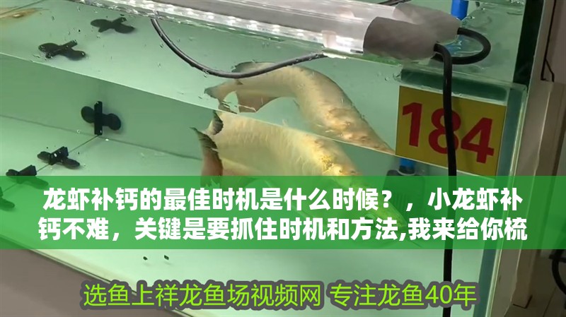 龍蝦補鈣的最佳時機是什么時候？，小龍蝦補鈣不難，關鍵是要抓住時機和方法,我來給你梳理幾個技巧