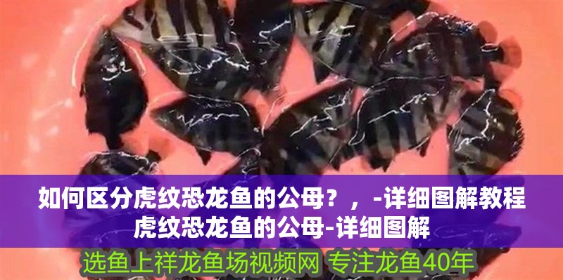 如何區(qū)分虎紋恐龍魚的公母？，-詳細圖解教程虎紋恐龍魚的公母-詳細圖解