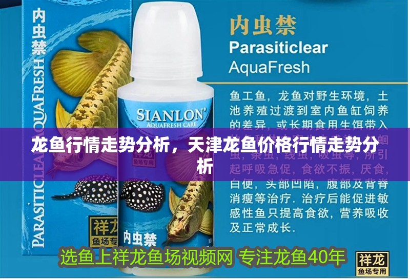 龍魚行情走勢分析，<strong><mark>天津</mark></strong>龍魚價格行情走勢分析