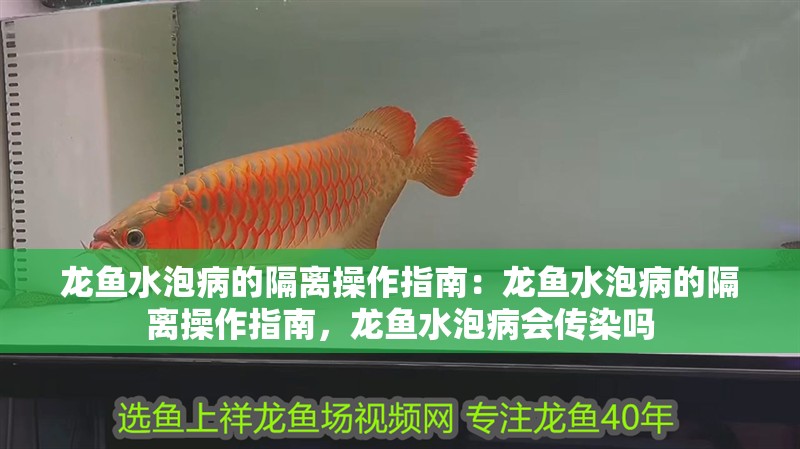 龍魚水泡病的隔離操作指南：龍魚水泡病的隔離操作指南，龍魚水泡病會傳染嗎