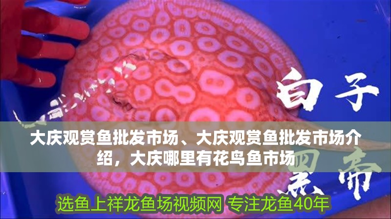 大慶觀賞魚批發市場、大慶觀賞魚批發市場介紹，大慶哪里有花鳥魚市場