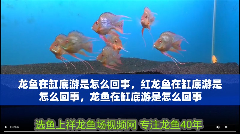 龍魚在缸底游是怎么回事，紅龍魚在缸底游是怎么回事，龍魚在缸底游是怎么回事
