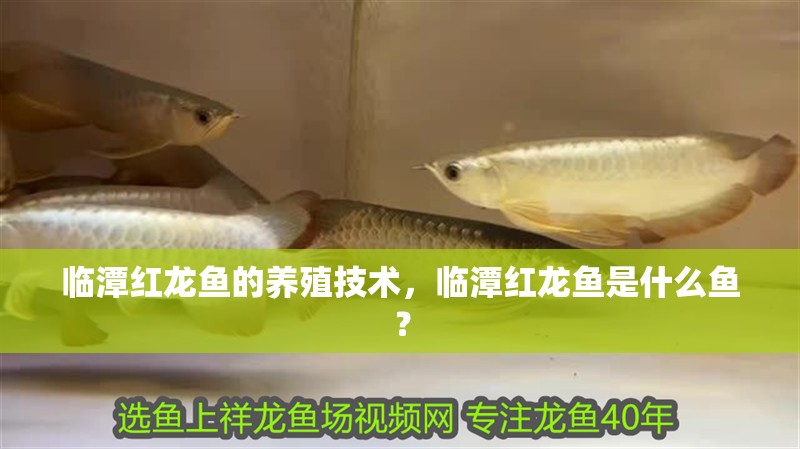 臨潭紅龍魚的養殖技術，臨潭紅龍魚是什么魚？
