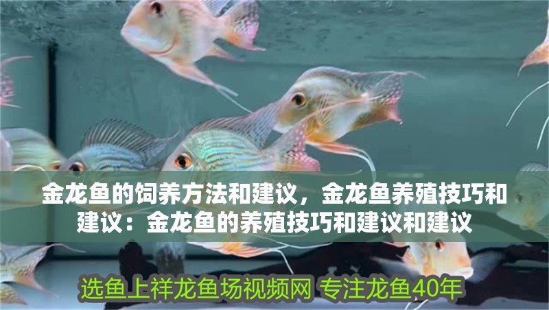 金龍魚的飼養方法和建議，金龍魚養殖技巧和建議：金龍魚的養殖技巧和建議和建議 金龍魚的飼養方法和建議，金龍魚養殖技巧和建議：金龍魚的養殖技巧和建議和建議 觀賞魚百科