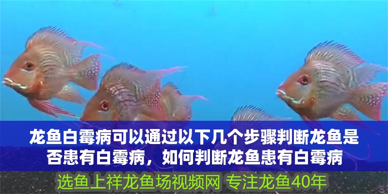 龍魚白霉病可以通過以下幾個步驟判斷龍魚是否患有白霉病，如何判斷龍魚患有白霉病