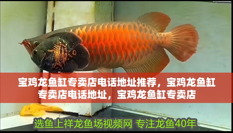 寶雞龍魚缸專賣店電話地址推薦，寶雞龍魚缸專賣店電話地址，寶雞龍魚缸專賣店