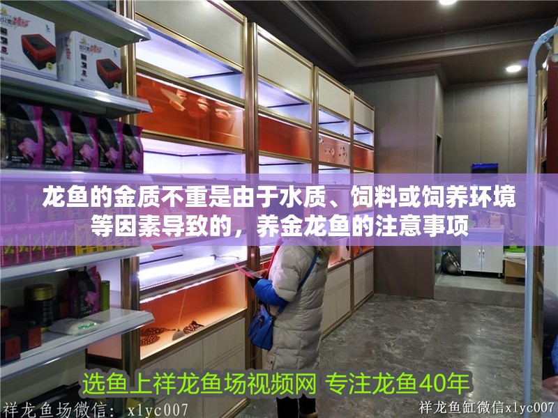 龍魚的金質不重是由于水質、飼料或飼養環境等因素導致的，養金龍魚的注意事項