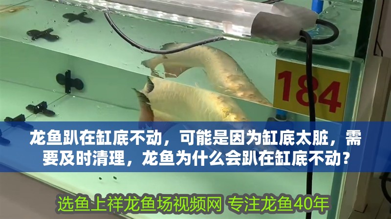 龍魚趴在缸底不動(dòng)，可能是因?yàn)楦椎滋K，需要及時(shí)清理，龍魚為什么會(huì)趴在缸底不動(dòng)？