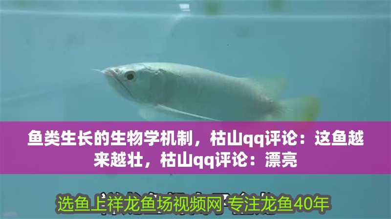魚類生長的生物學機制，枯山qq評論：這魚越來越壯，枯山qq評論：漂亮