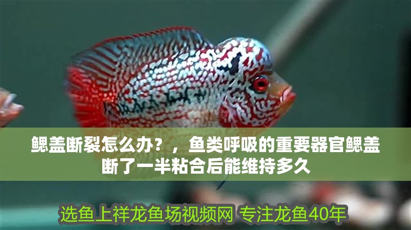 鰓蓋斷裂怎么辦？，魚類呼吸的重要器官鰓蓋斷了一半粘合后能維持多久