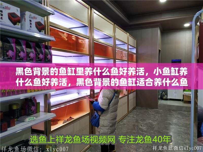 黑色背景的魚缸里養什么魚好養活，小魚缸養什么魚好養活，黑色背景的魚缸適合養什么魚