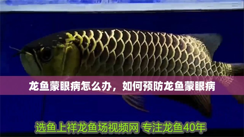 龍魚蒙眼病怎么辦，如何預防龍魚蒙眼病