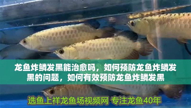 龍魚炸鱗發黑能治愈嗎，如何預防龍魚炸鱗發黑的問題，如何有效預防龍魚炸鱗發黑