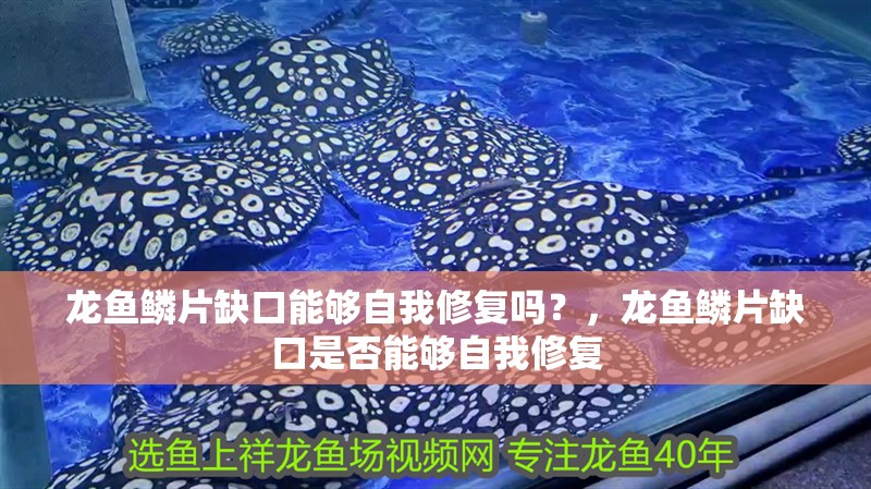 龍魚鱗片缺口能夠自我修復嗎？，龍魚鱗片缺口是否能夠自我修復