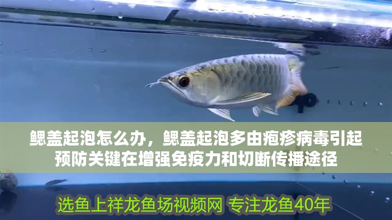 鰓蓋起泡怎么辦，鰓蓋起泡多由皰疹病毒引起預防關鍵在增強免疫力和切斷傳播途徑